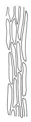 Orthodontium lineare, mid laminal cells. Drawn from J.E. Beever 31-15, CHR 406193.
 Image: R.C. Wagstaff © Landcare Research 2021 CC BY 4.0